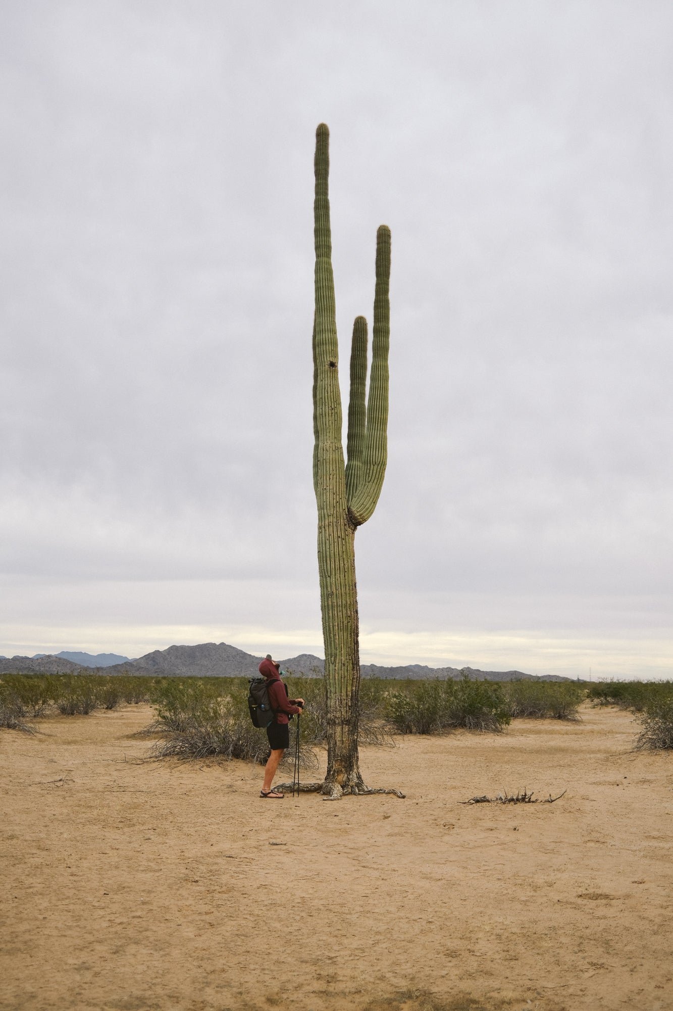Henley gazes upward at a towering Saguaro cactus.